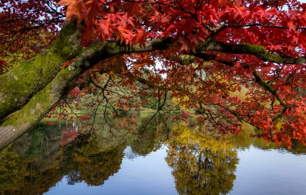 Picture autumn, trees, branches, lake, pond, Park, reflection, tree, England, maple, Stored, England, Wiltshire, Stourhead Garden, …