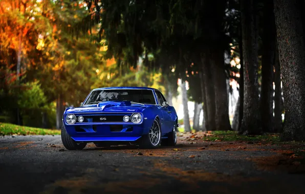 Picture Chevrolet, Muscle, 1969, Camaro, Car, Fall, Blue, Color, Forest