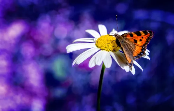 Picture butterfly, blur, Daisy, bokeh