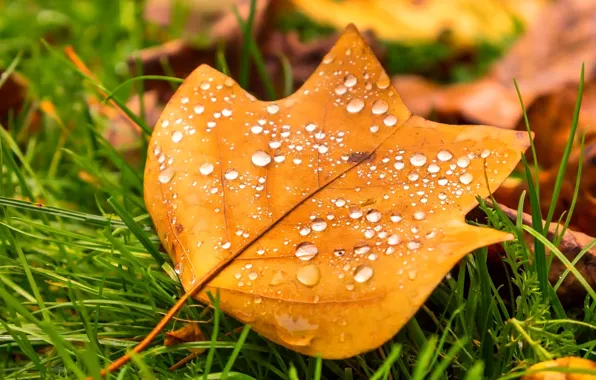 Picture autumn, grass, drops, macro, nature, sheet