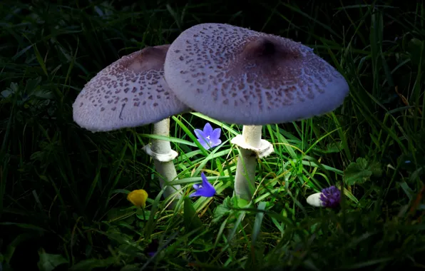 Picture light, flowers, mushrooms