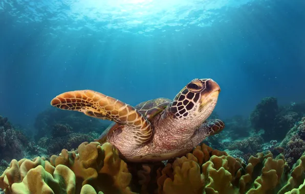 Picture sea, light, the ocean, turtle, under water