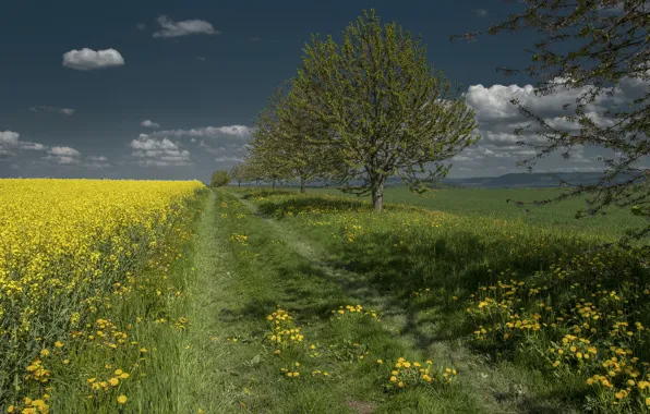 Picture road, field, the sky, grass, trees, flowers, dandelion, rape