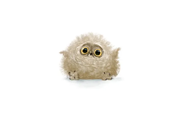 Picture look, joy, cute, feathers, Owl, white background