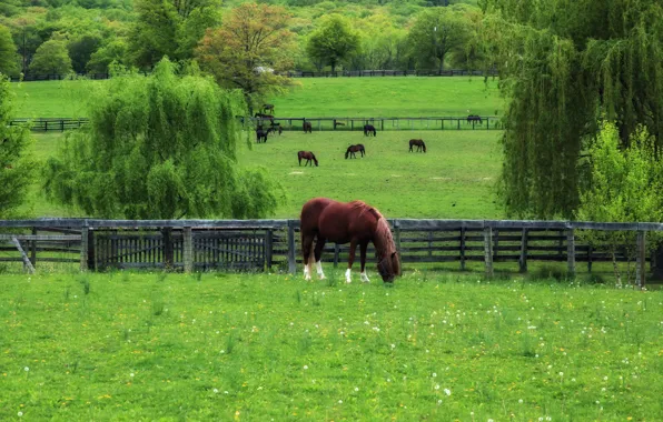 Picture grass, trees, spring, horse, pasture, dandelions, Selena