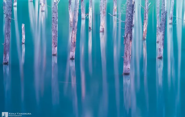 Picture trees, lake, Japan, photographer, Kenji Yamamura