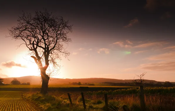 Picture field, landscape, sunset, tree, the fence