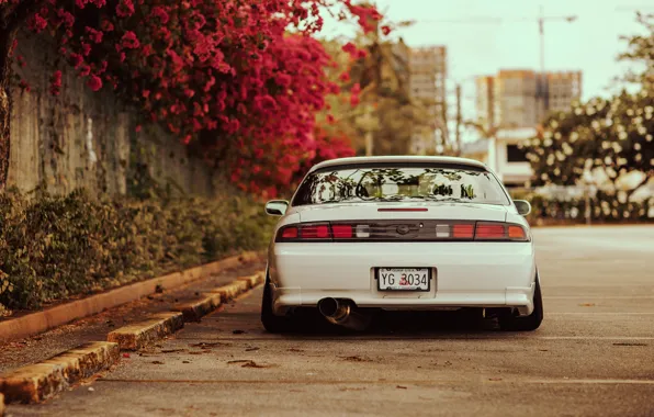 Picture flowers, tuning, back, white, Silvia, Nissan, white, Nissan, Sylvia, S14, stance