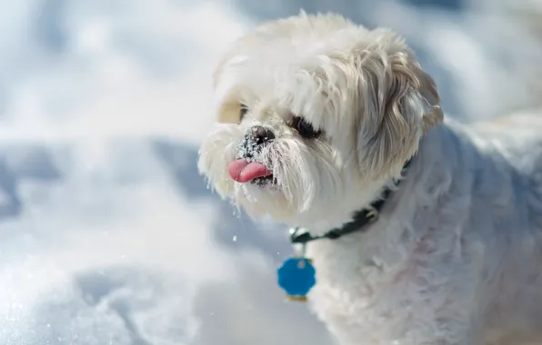 Picture language, snow, dog, Shih Tzu