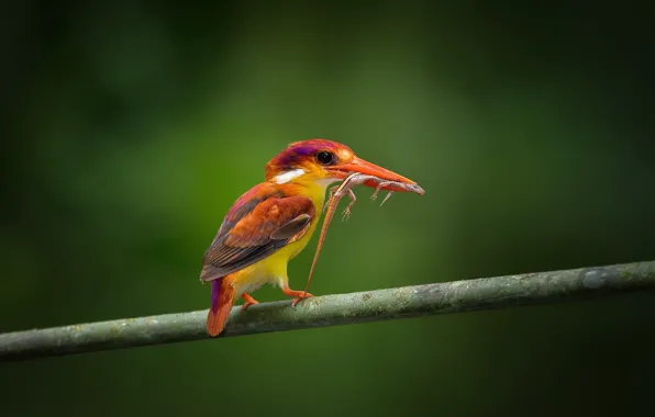 Picture bird, food, branch, lizard, mining, red Kingfisher