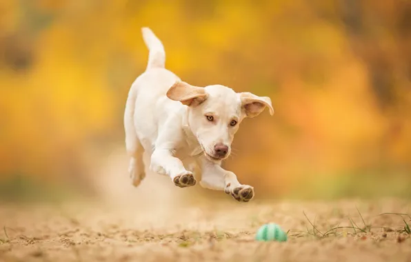 Picture jump, the game, dog, puppy, the ball