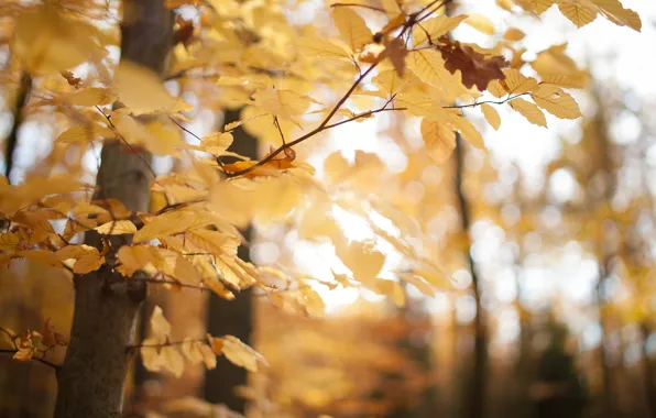 Picture autumn, forest, leaves, macro, trees, yellow, nature, Park