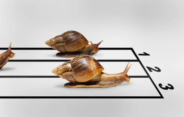 Picture snails, humor, race, the winner, finish