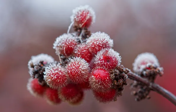 Picture ice, frost, autumn, berries, branch, crystals