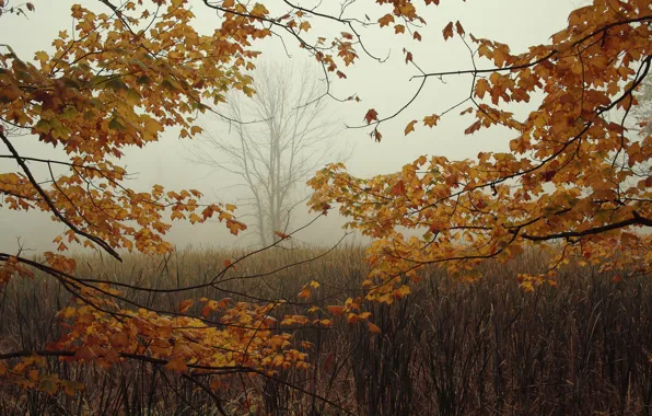 Picture autumn, leaves, branches, fog, tree