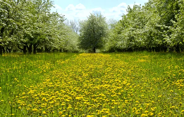 Picture greens, grass, trees, flowers, glade, spring, yellow, garden, dandelions, bloom