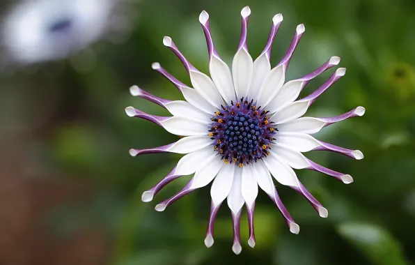 Picture flower, macro, focus, petals, purple, white, African, Daisy