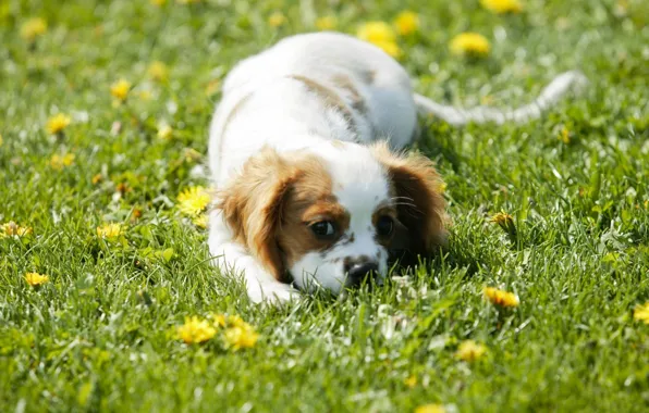 Picture greens, field, grass, eyes, face, flowers, wool, spot, puppy, color, dandelions, plays, Spaniel