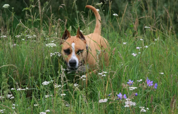 Picture dogs, summer, flowers, mood, stay, dog, walk, staffordshirskiy Terrier