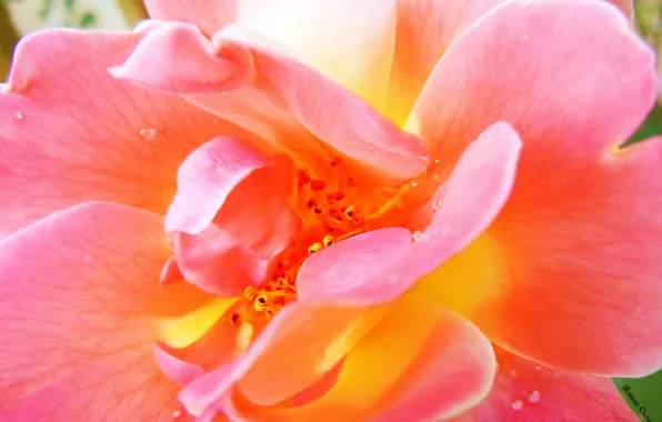 Picture flower, summer, water, drops, macro, pink