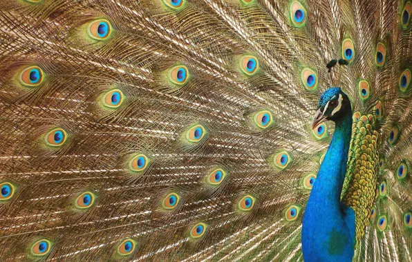 Picture eyes, feathers, tail, peacock, beautiful bird wallpapers, beautiful bird, luxurious plumage, digital art, Peacock