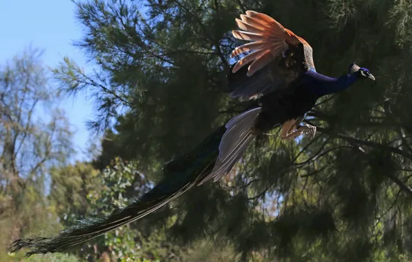 Picture bird, peacock, in flight