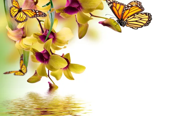 Picture butterfly, flowers, yellow, Orchid, water, flowers, beautiful, orchid, spring, reflection, butterflies