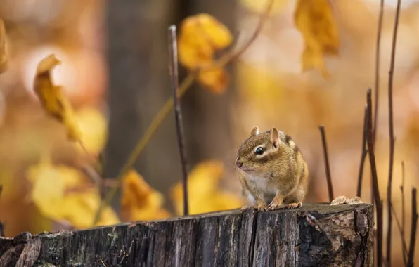 Picture autumn, branches, stump, Chipmunk, bokeh, animal, rodent