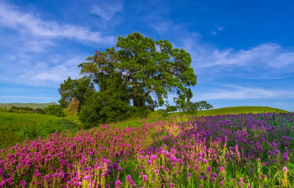 Picture field, the sky, grass, landscape, flowers, tree, hills, meadow