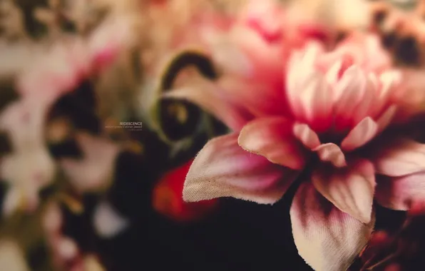 Picture flower, macro, microsemi, pink