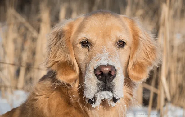 Picture look, face, snow, dog, dog, Golden Retriever, Golden Retriever