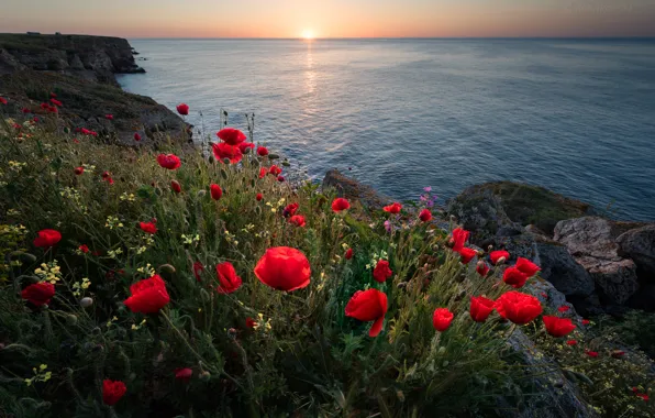 Picture sea, flowers, sunrise, dawn, coast, Maki, morning, Bulgaria, The black sea, Bulgaria, Black Sea, Kamen …