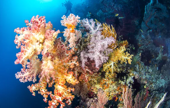 Picture sea, fish, corals, silhouette, the diver, underwater world