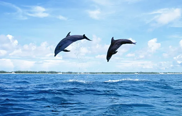 Picture sea, the sky, water, Islands, nature, jump, dolphins, mammal