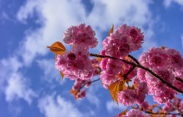 Picture the sky, cherry, branch, Sakura, flowering, flowers