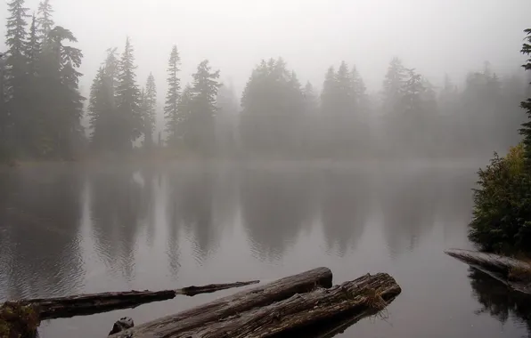 Picture forest, water, fog, lake