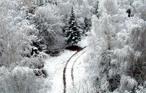 Picture winter, road, snow, trees, road, trees, nature, snow, winer