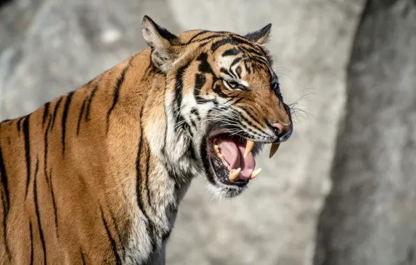 Picture language, face, strips, tiger, anger, predator, rage, mouth, fangs, grin, aggression, wild cat, roar, the …