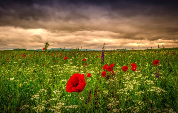 Picture the sky, grass, clouds, flowers, nature, Maki, Field, meadow, field
