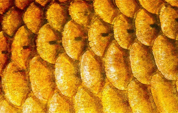 Picture color, fish, scales, layer