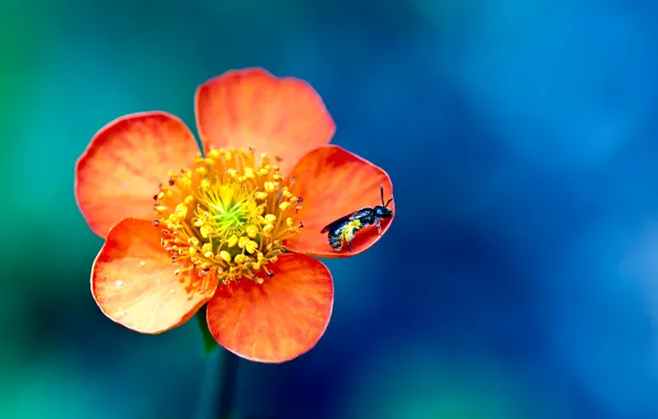 Picture flower, macro, paint, OSA, colors, petals, insect, flower, macro, bokeh, bokeh, wasp, 2560x1600, petals, insect