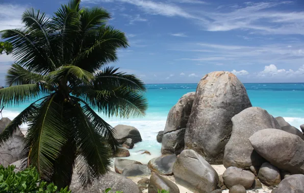 Picture sand, sea, beach, stones, palm trees, coast, beach, coast, bushes, sand, shrubs, stones, palm trees, …
