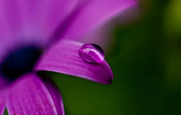 Picture flower, purple, macro, nature, green, Rosa, plant, color, drop, petal, purple
