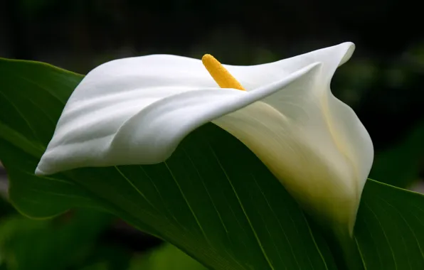 Picture flower, tenderness, curves, pistil, Calla lilies
