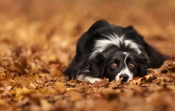 Picture autumn, look, leaves, foliage, dog, bokeh, The border collie