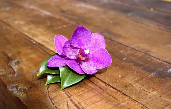 Picture flower, pink, Board, Orchid