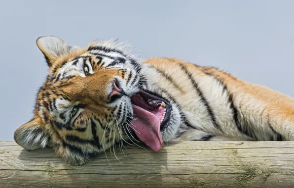 Picture language, cat, yawns, the Amur tiger, ©Tambako The Jaguar