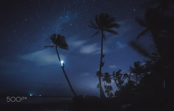 Picture the sky, stars, light, night, palm trees, the ocean, people