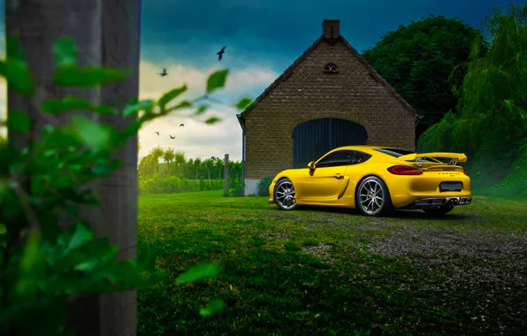 Picture Porsche, Cayman, Car, Nature, Color, Yellow, Summer, GT4, Rear