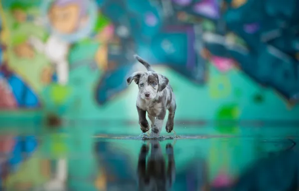 Picture water, each, dog, puppy, color